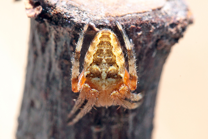Araneus diadematus?
